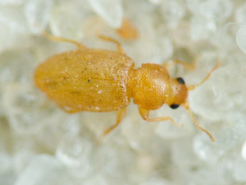 Latridiidae Erichson, 1842